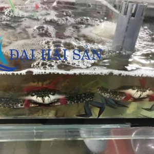 Đại Hải Sản: Cung cấp ghẹ xanh còn tươi sống, thịt chắc, Giao hàng tận nhà 2-3h (tùy địa điểm)