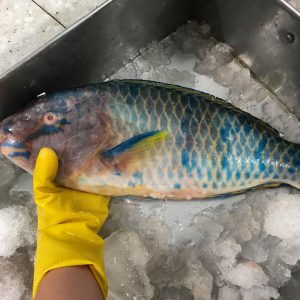 ca-ket 2