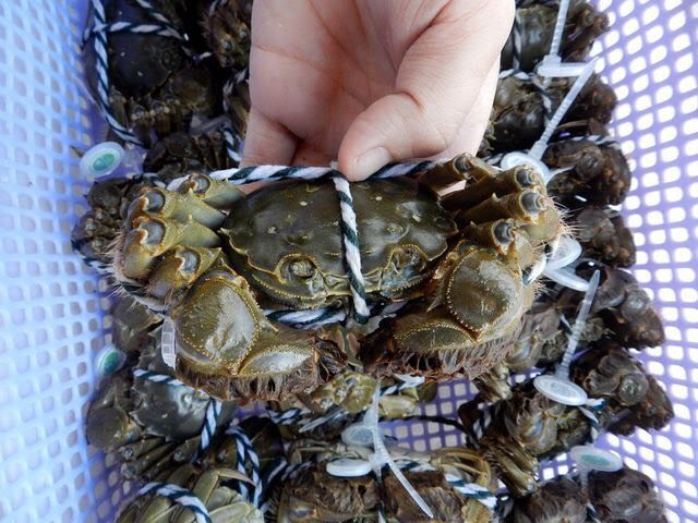 CUA LÔNG THƯỢNG HẢI SỐNG TỰ NHIÊN TRONG MÔI TRƯỜNG NƯỚC NGỌT Ở VÙNG ĐỒNG BẰNG SÔNG DƯƠNG TỬ
